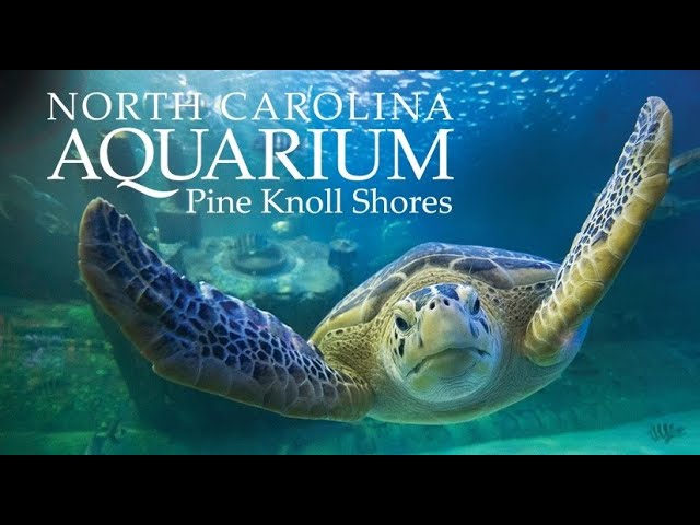 Pine Knoll Shores Aquarium