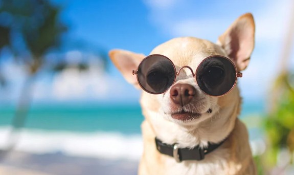 Dog On Beach
